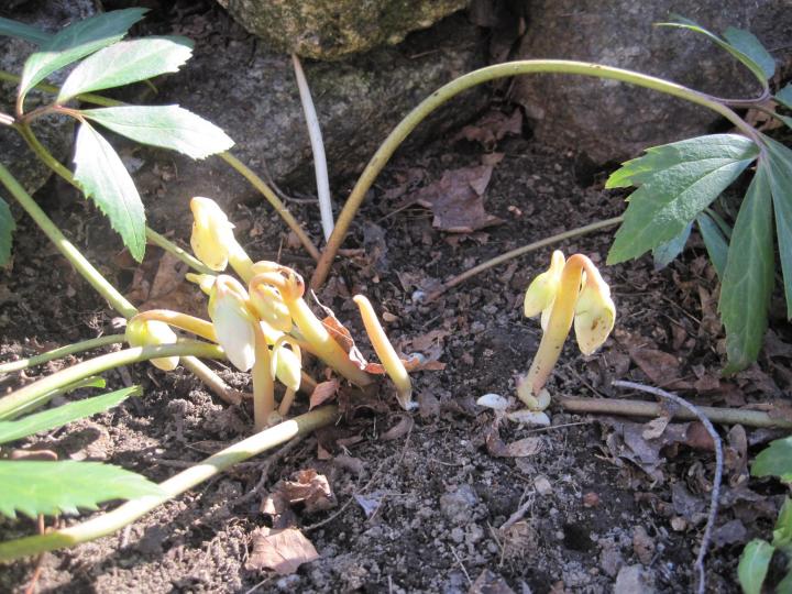 Hellebore buds emerge in the spring